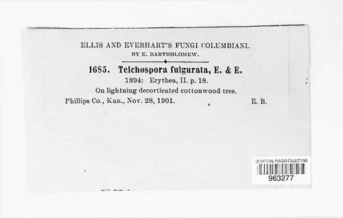 Cilioplea fulgurata image